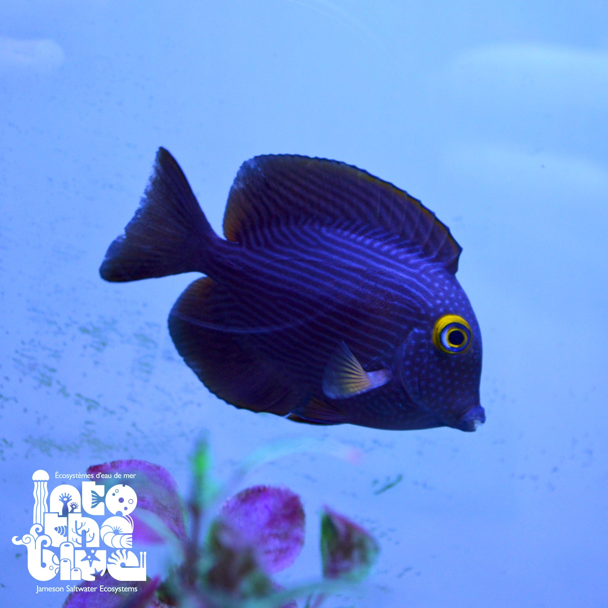 Yellow Eye Kole Tang