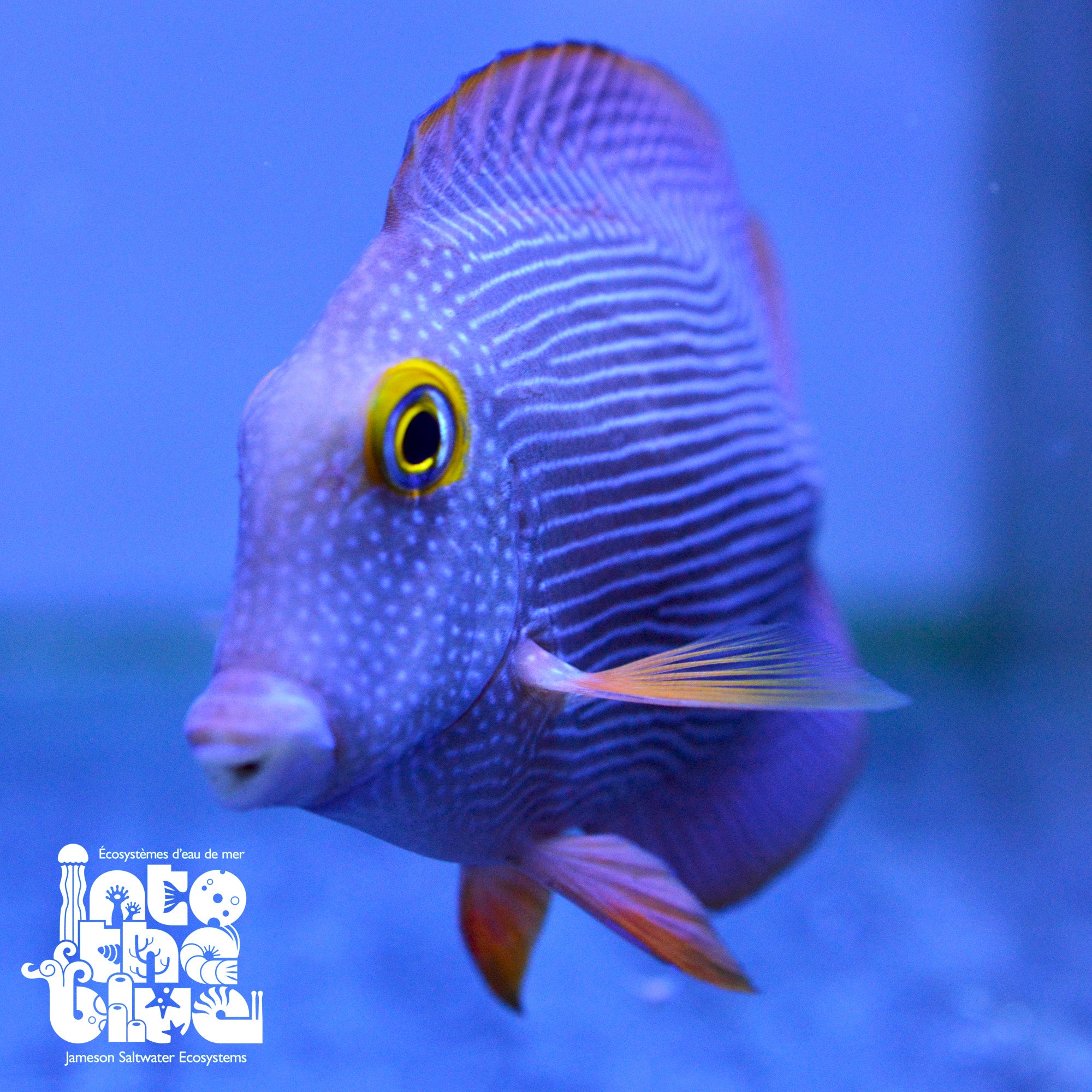 Yellow Eye Kole Tang