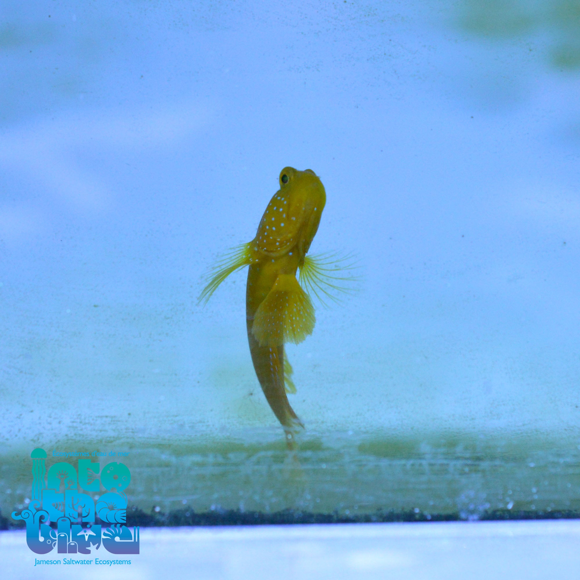 Yellow Watchman Goby