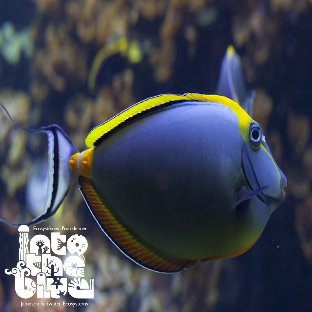 Tangs are an awesome marine fish!