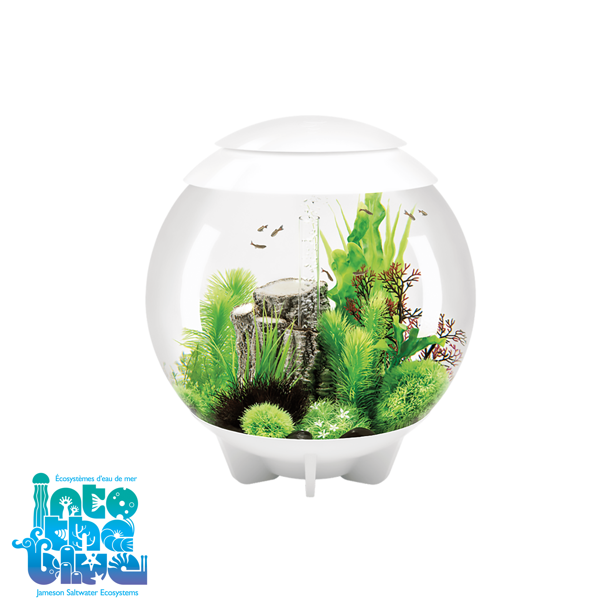 Aquarium - Freshwater