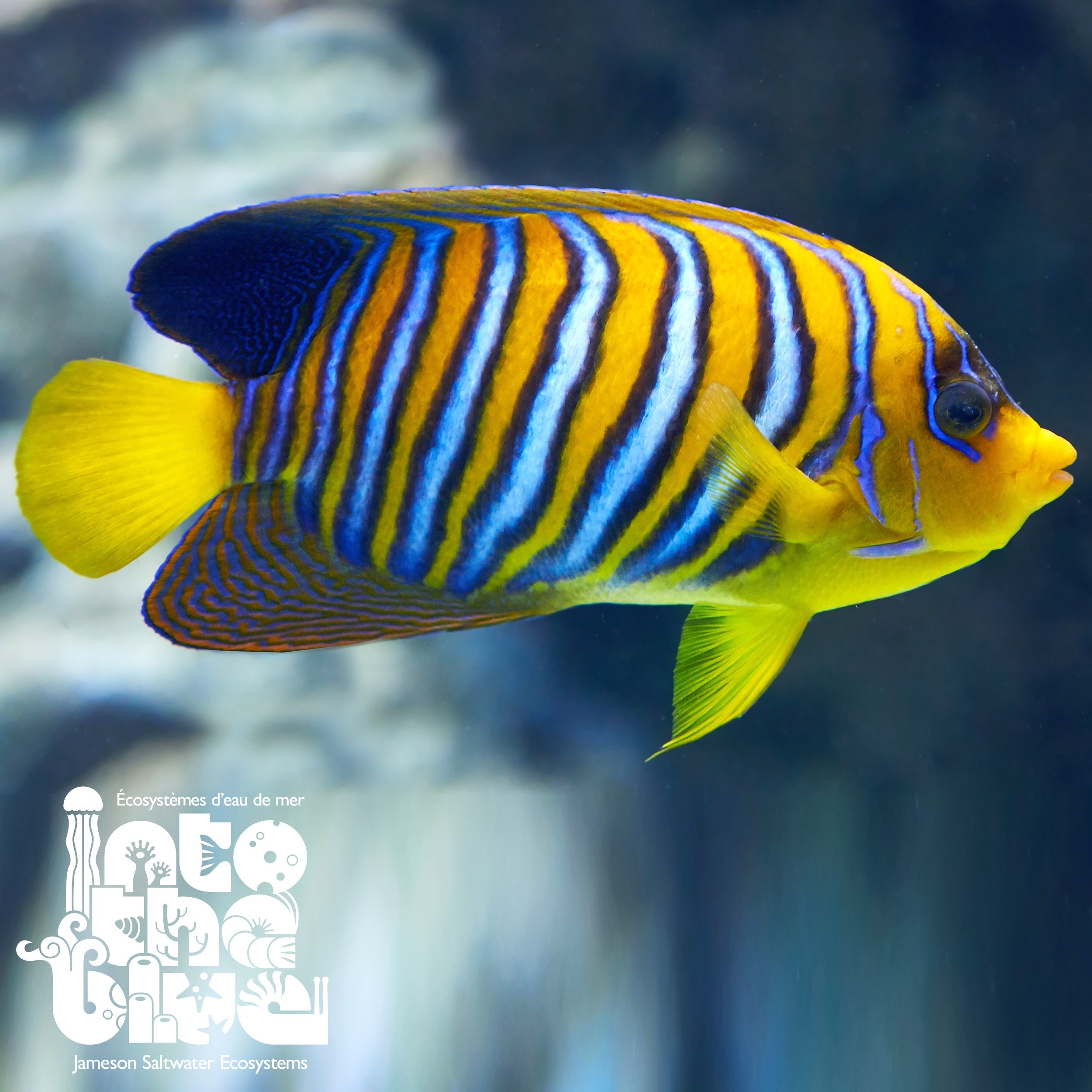 Regal Angelfish - Indian Ocean