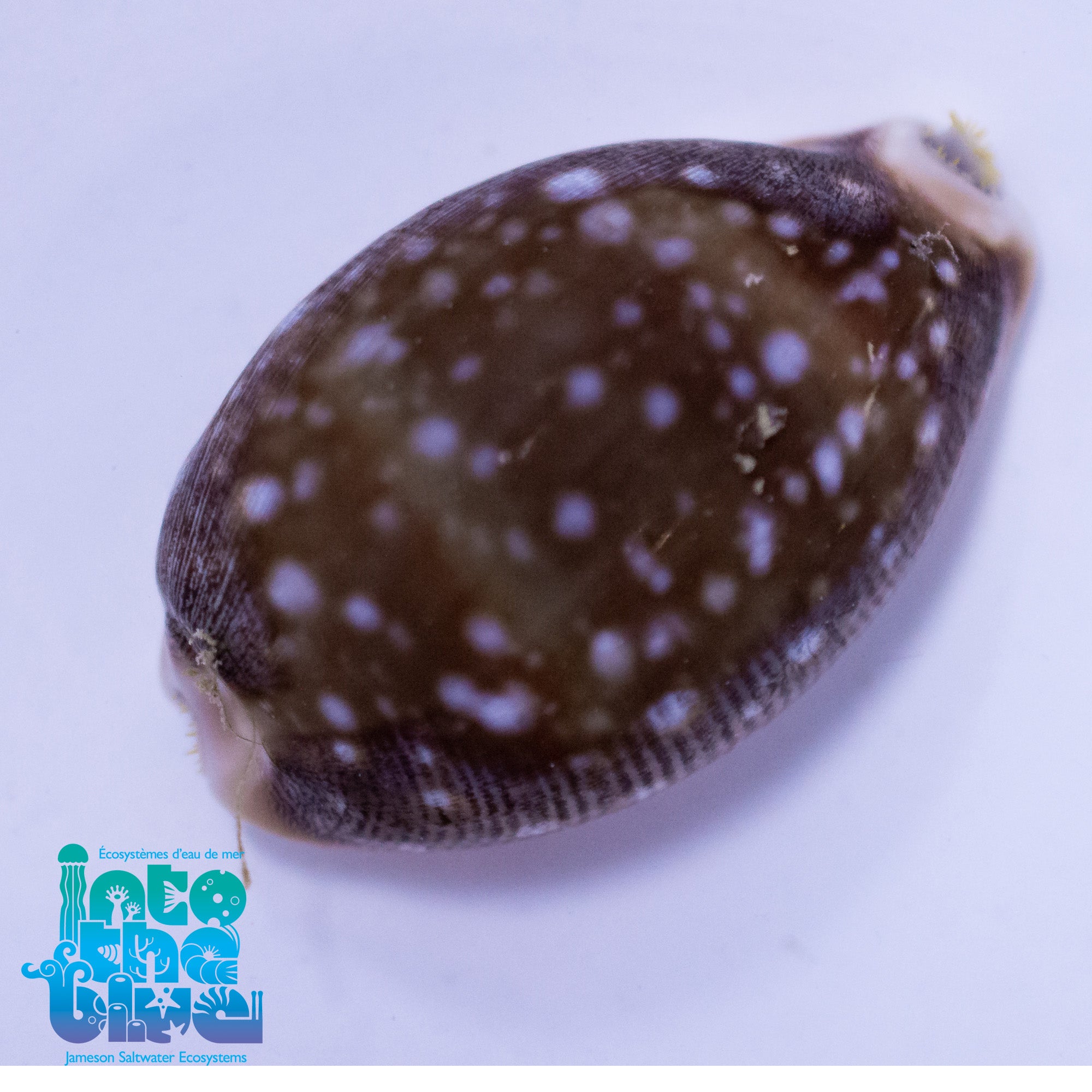 Spotted Cowrie Snail