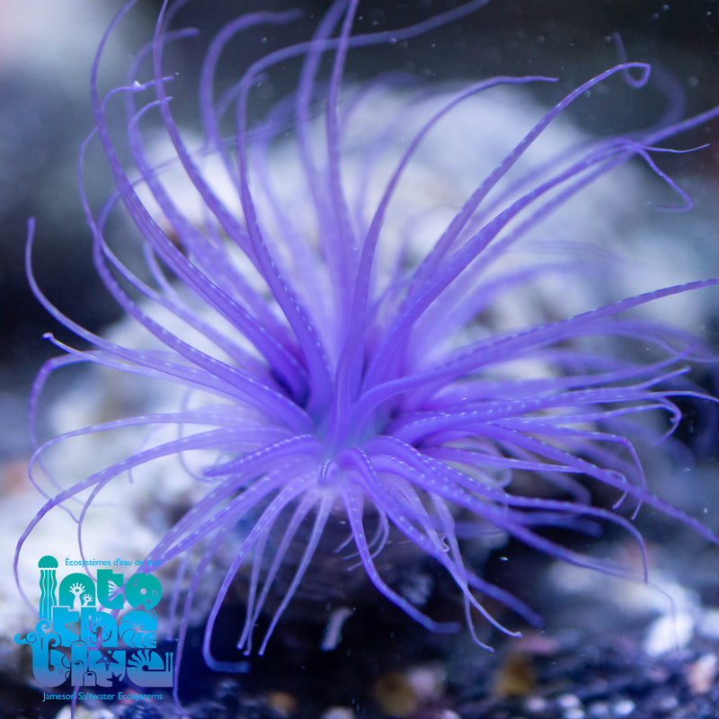 Tube Anemone | Pachycerianthus magnus