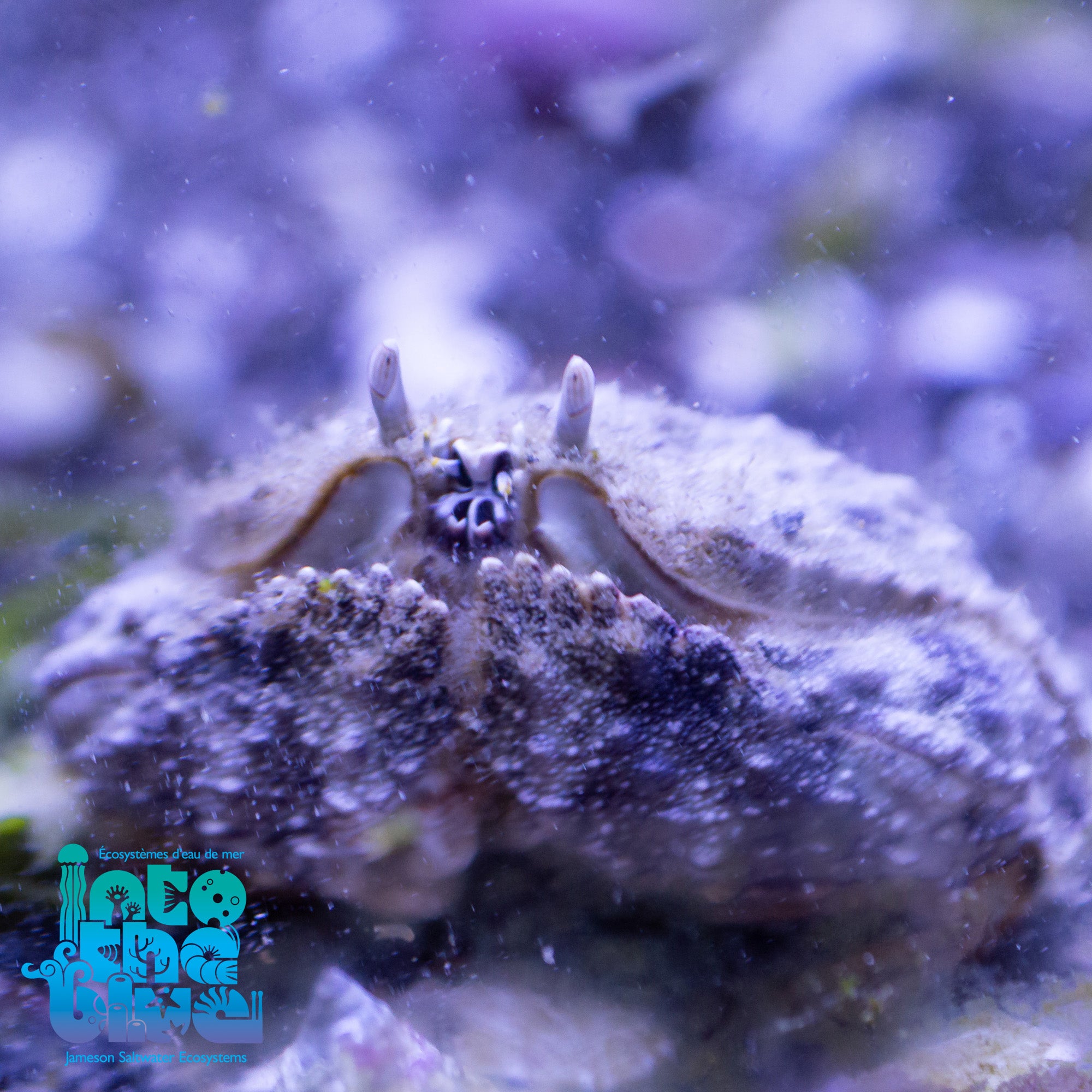 Reef Shameface Crab