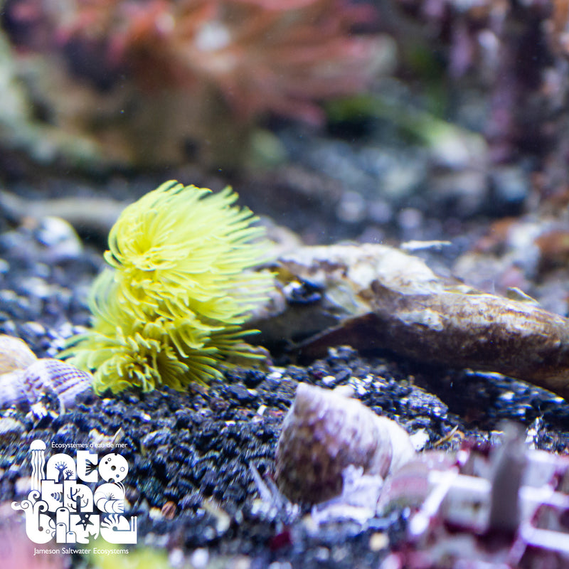 Tube Worm | Feather Duster
