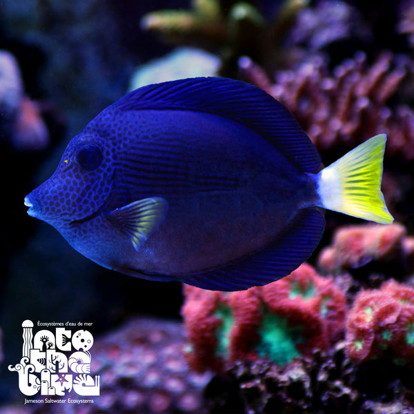 Purple Tang