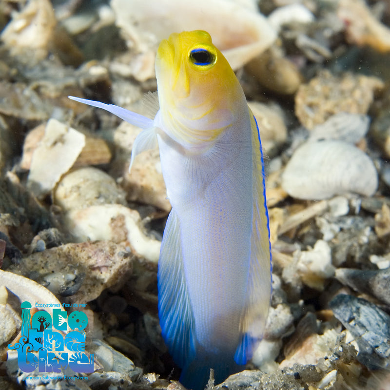 Yellow-headed Pearly Jawfish