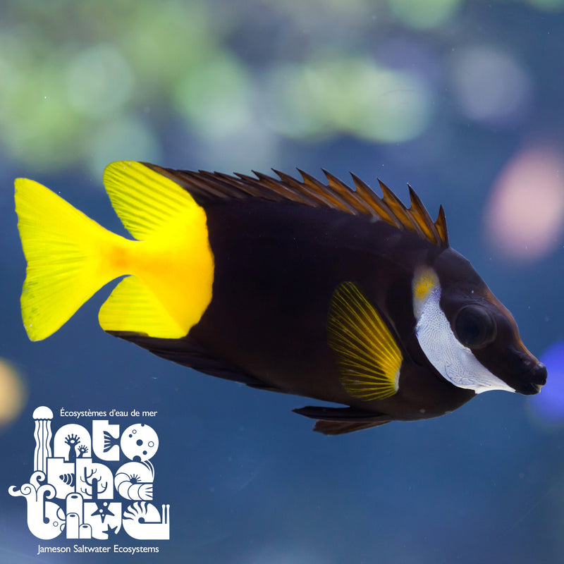 Bicolour Foxface Rabbitfish