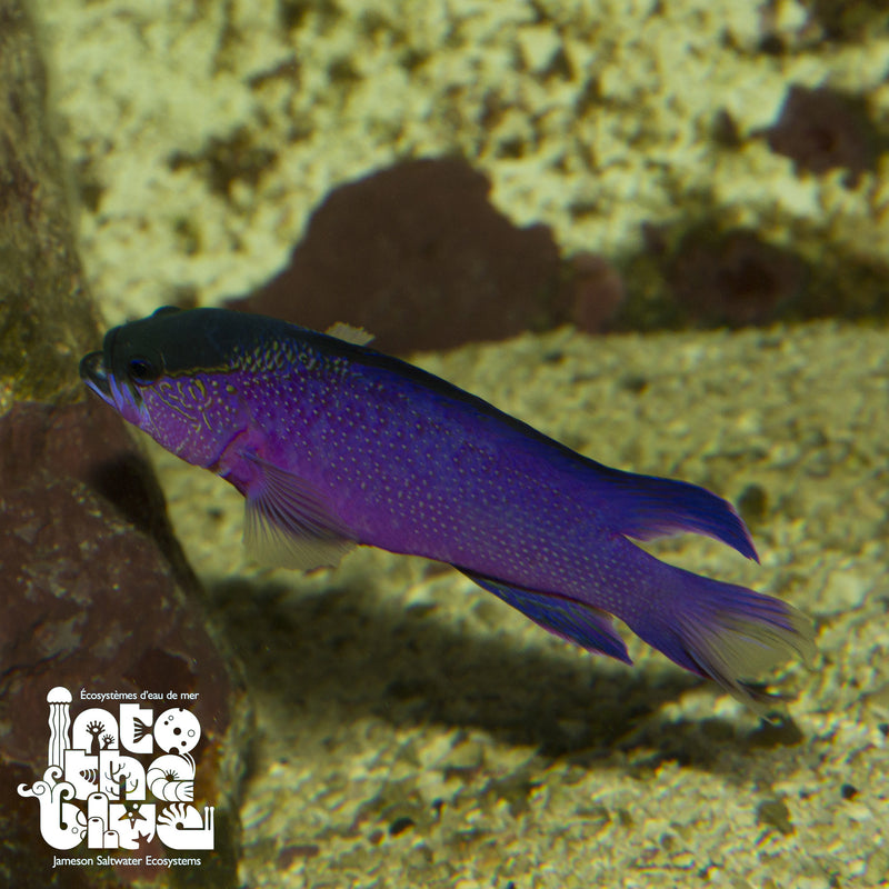 Black Cap Basslet
