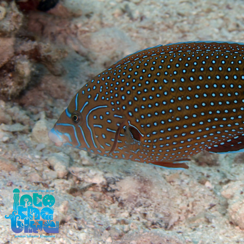 Blue Spotted Wrasse