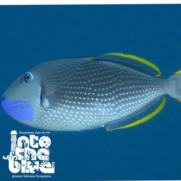 Blue Throat Triggerfish Male
