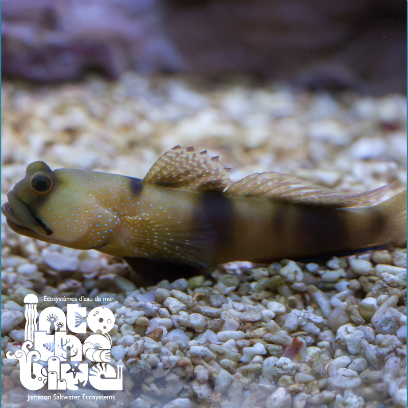 Blue Spot Watchman Goby