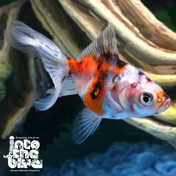 Calico Fantail Goldfish