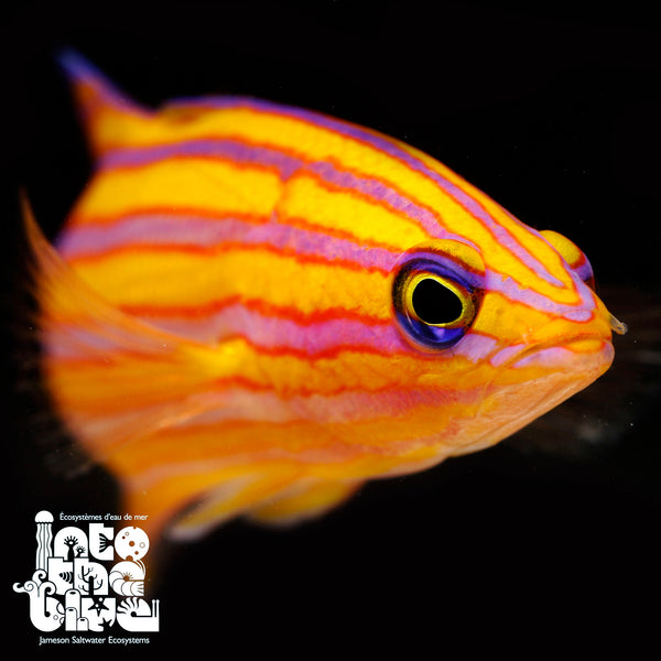 Swales Swissguard Basslet