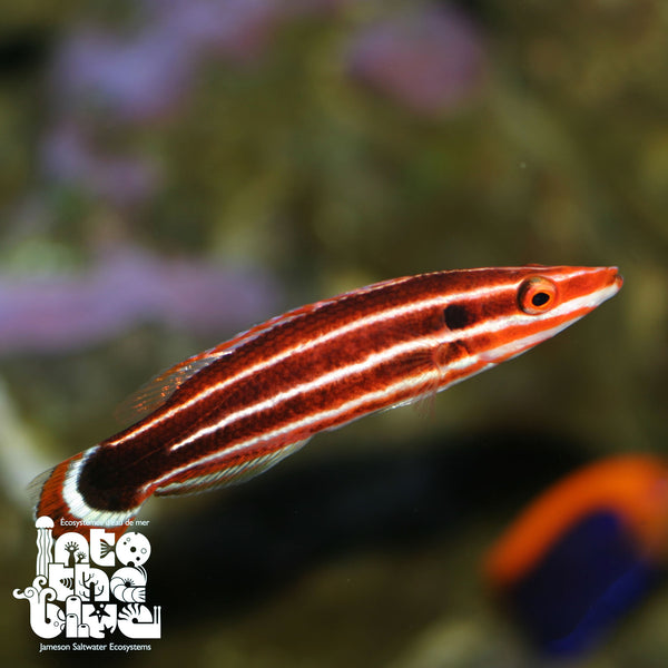 Candy Stripe Hogfish