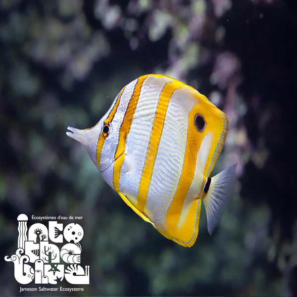 Indonesian Copperband Butterflyfish