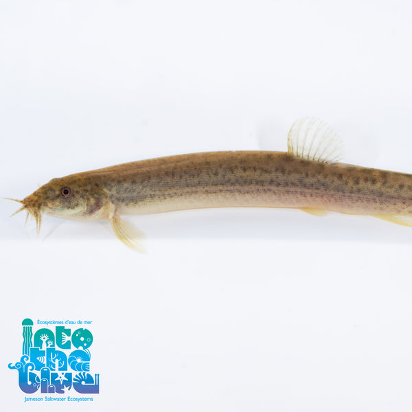 Dojo Loach
