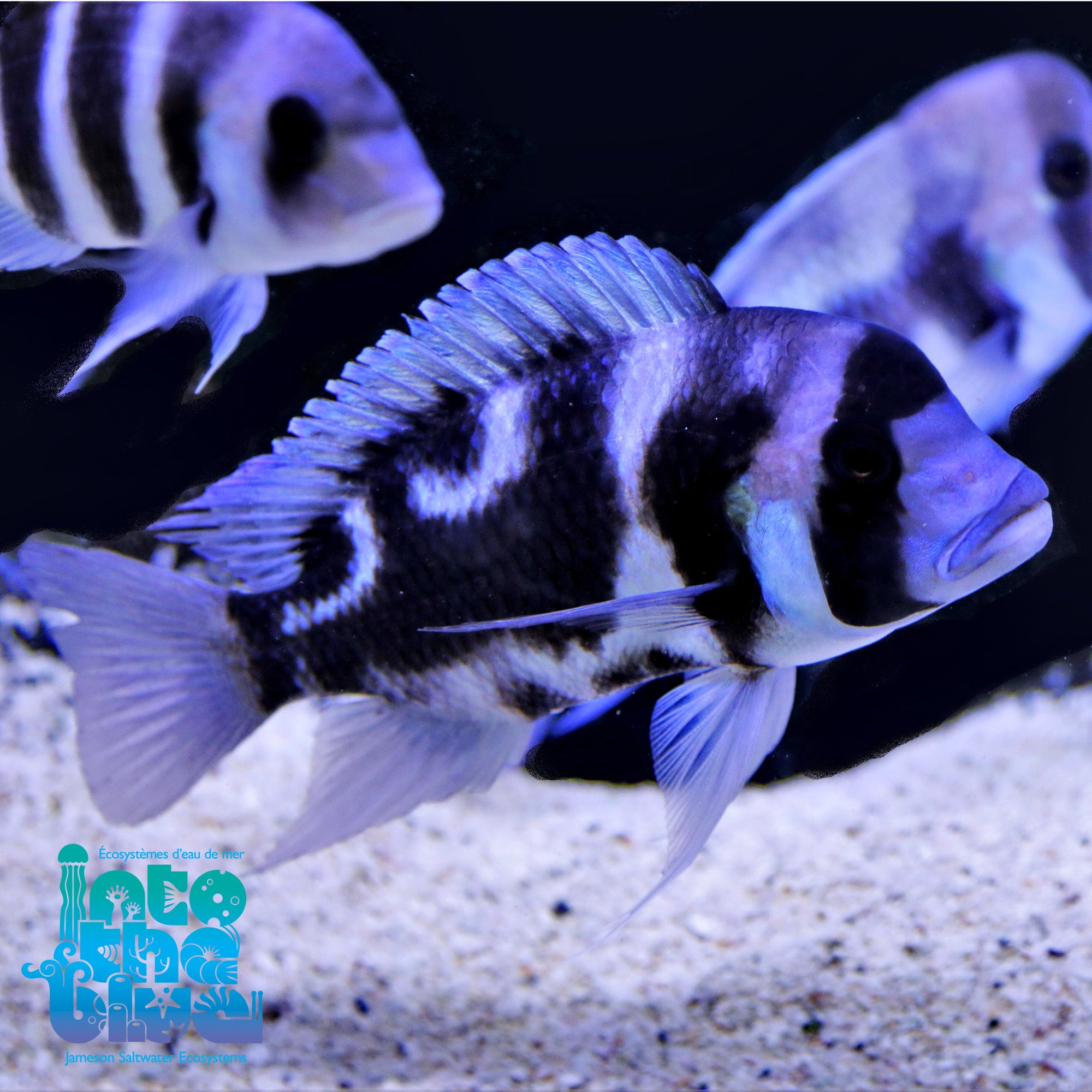 African Cichlids Frontosa Frontosa Cichlid Live African Cichlid