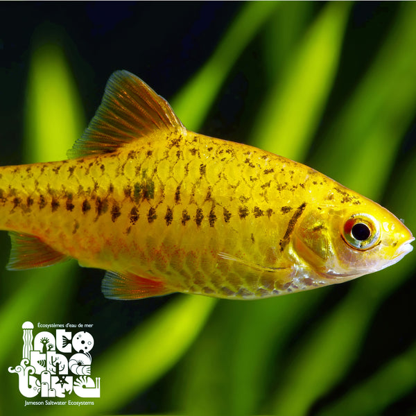 Gold Barb