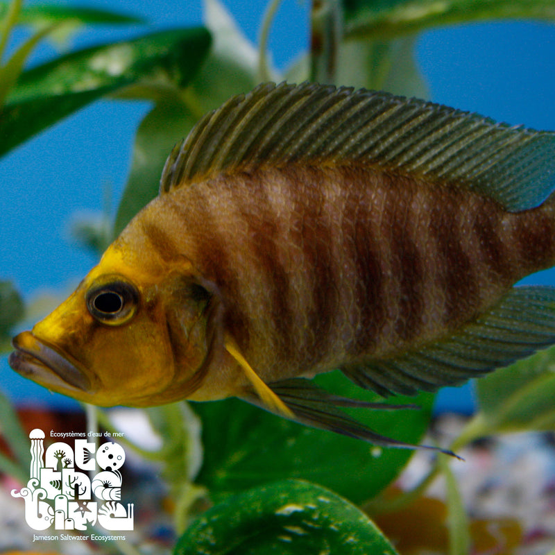 Gold Head Compressicep Cichlid