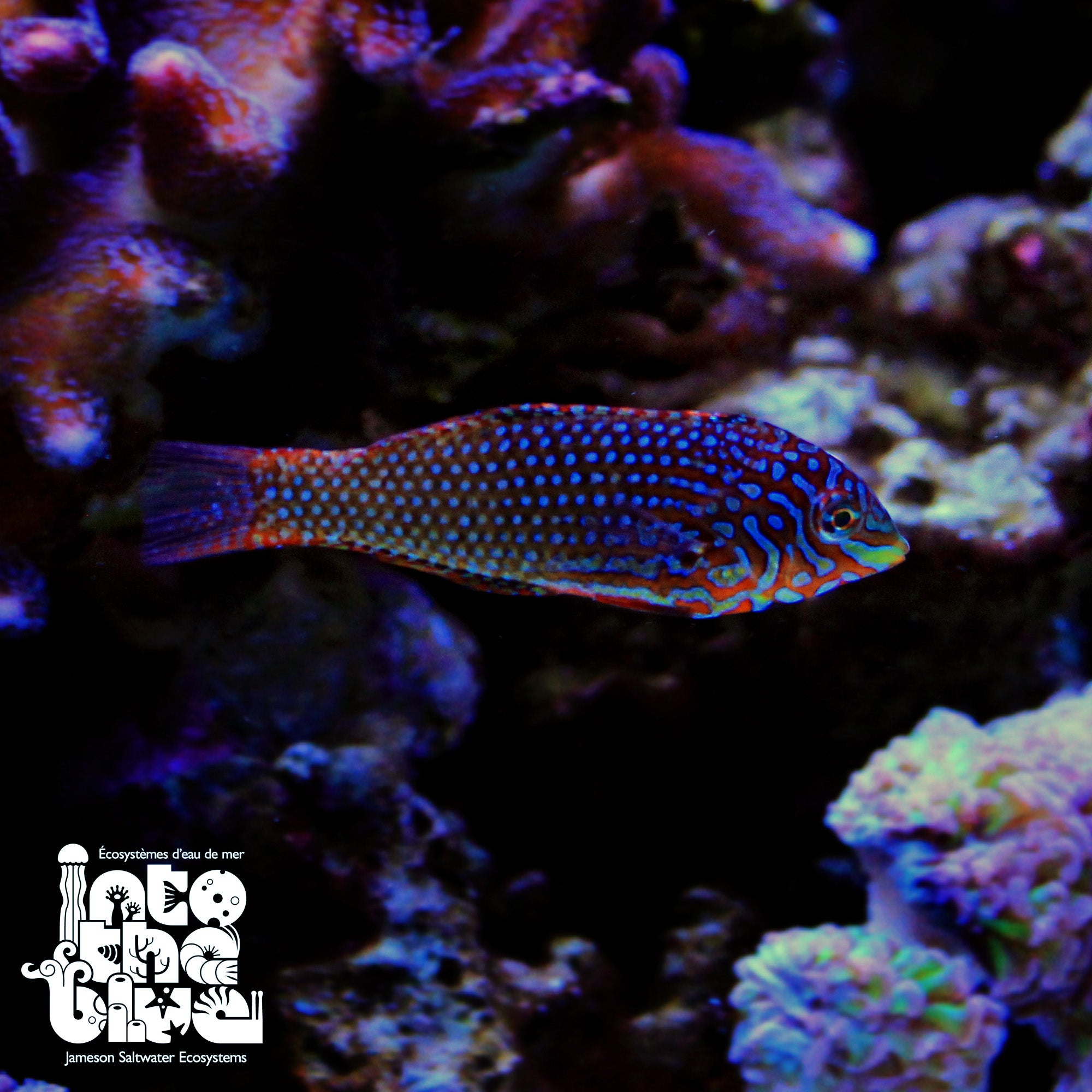 Green Leopard Wrasse