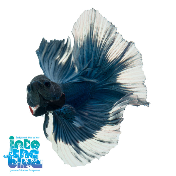 Halfmoon Betta - Butterfly