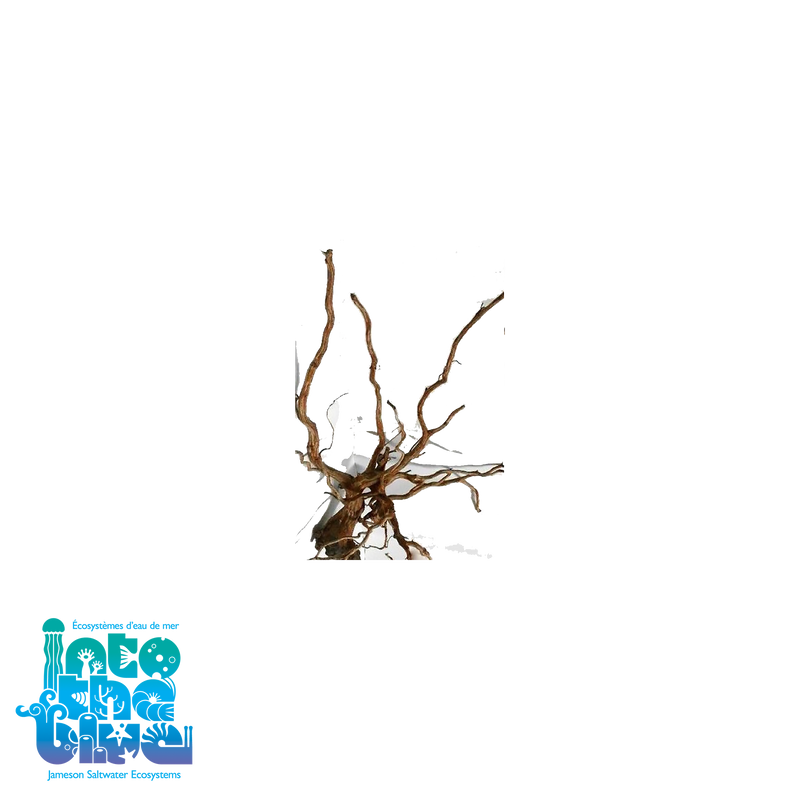 Amazon Wood | Medium