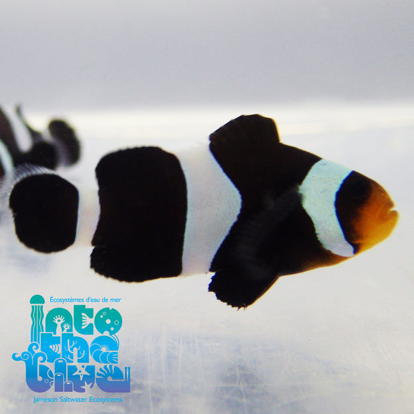 Into the blue- Black Darwin Oscellaris Clownfish