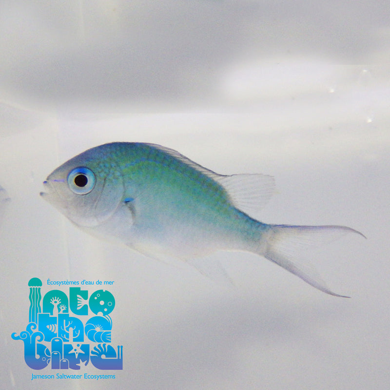 Into The Blue - Green Chromis