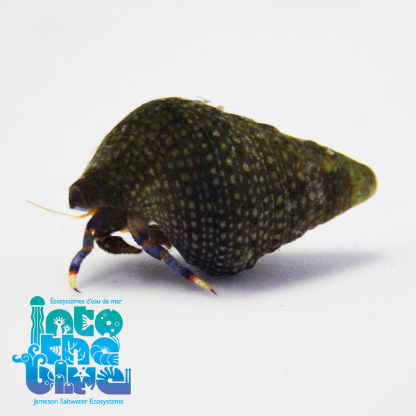 Into The Blue - Blue Legged Hermit Crab