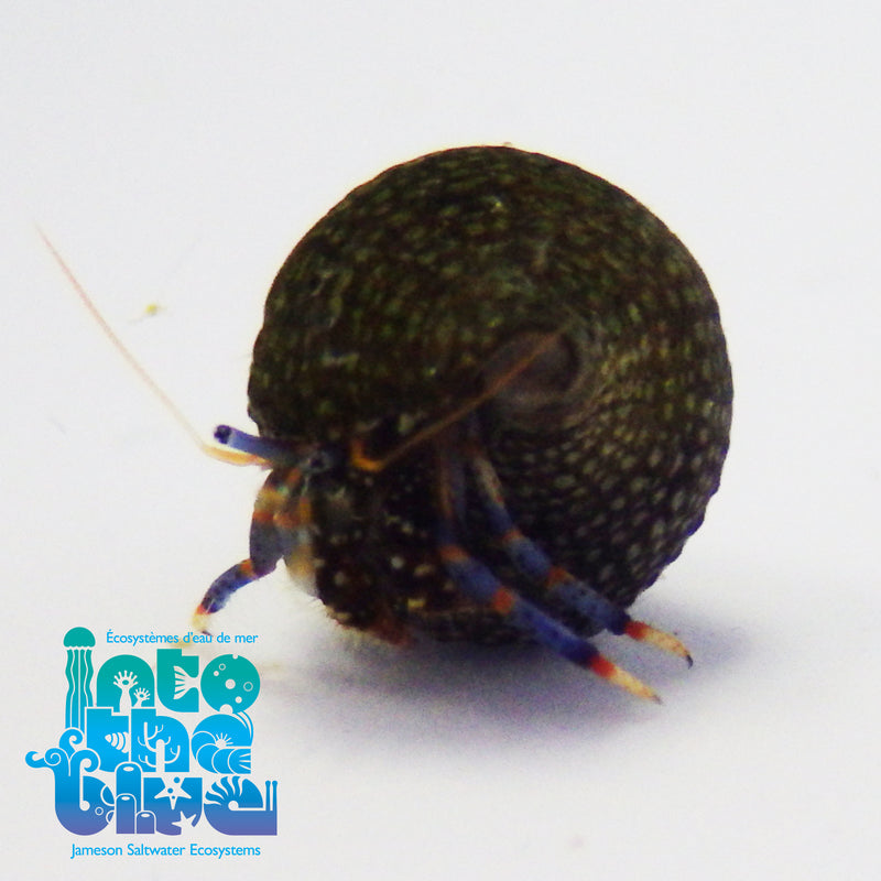 Into The Blue - Blue Legged Hermit Crab