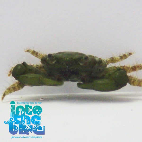 Into The Blue - Emerald Crab
