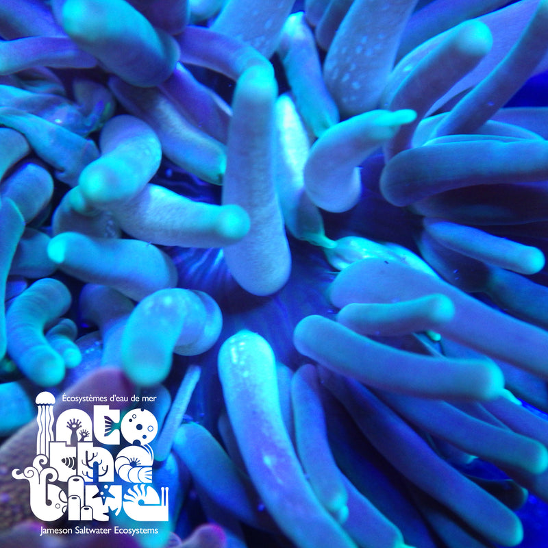 Long Tentacle Anemone