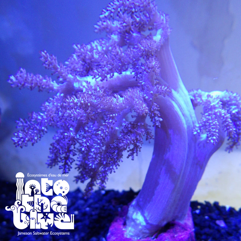 Into the blue- Kenya Tree Coral