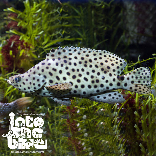 Panther Grouper
