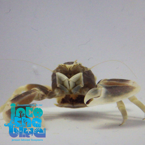 Into the blue- Porcelain Crab