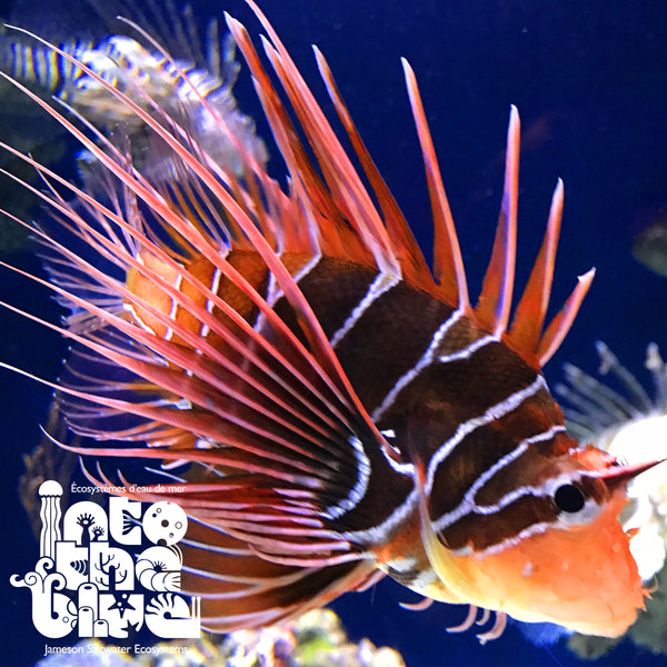Radiata Lionfish