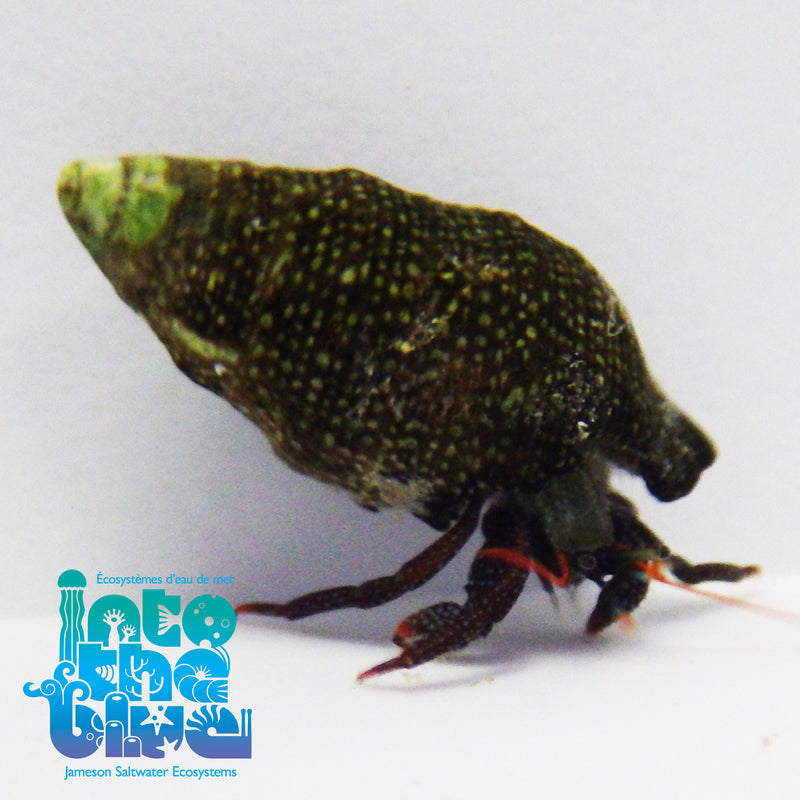 Into The Blue - Red Legged Hermit Crab