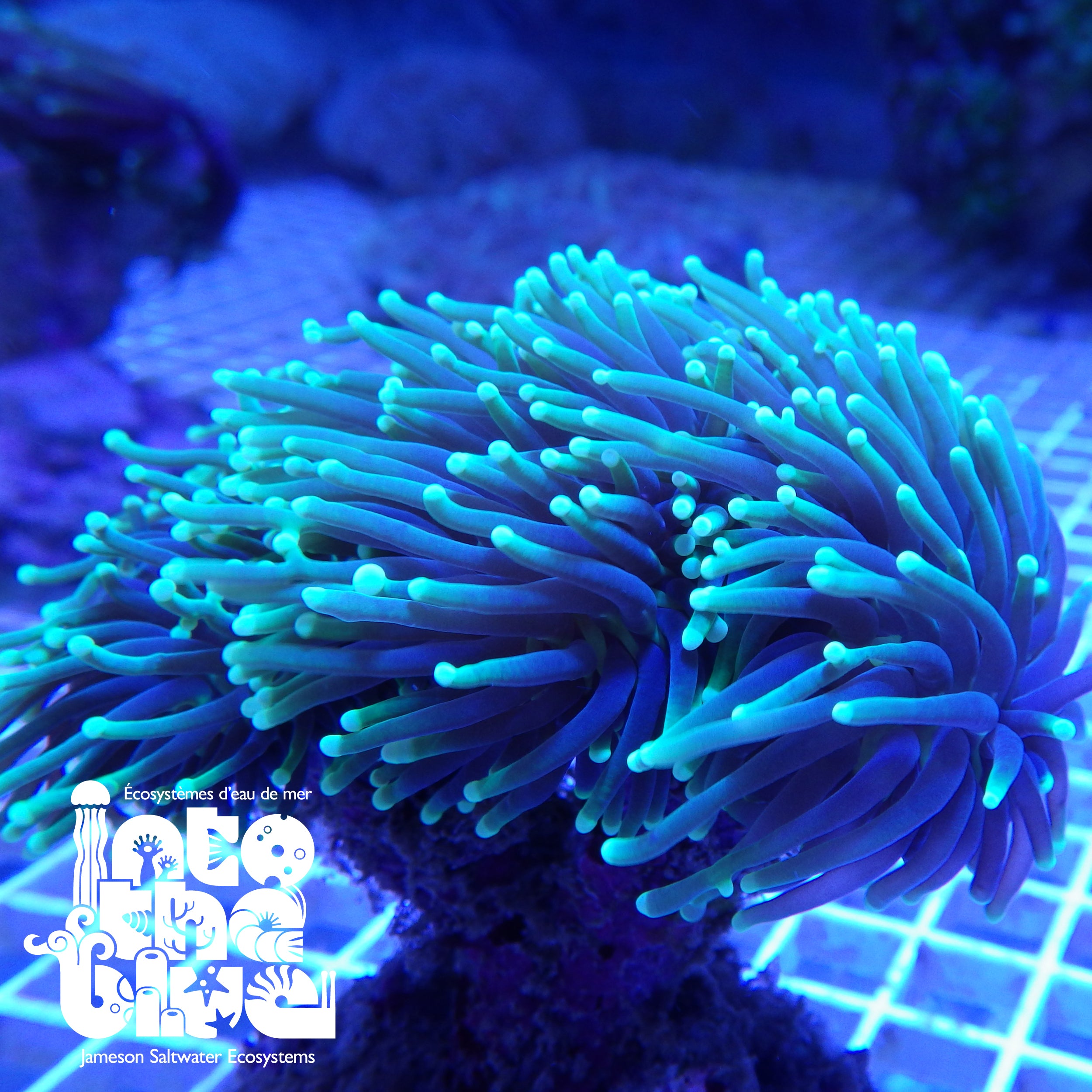 Into the blue- Torch Coral