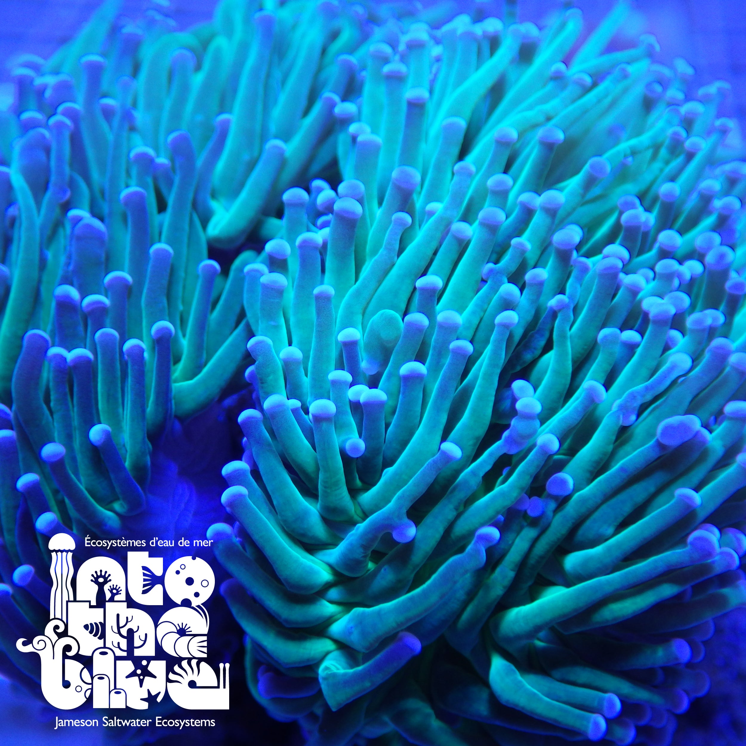 Into the blue- Torch Coral