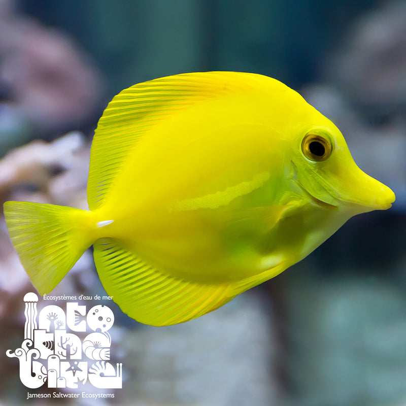 BIOTA Yellow Tang, Captive Bred Fish