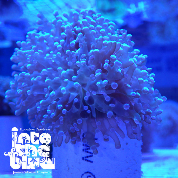 Into the blue-frogspawn coral