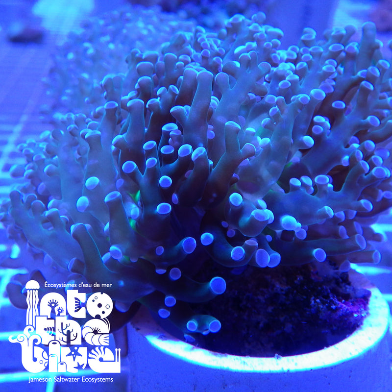 Into the blue-frogspawn coral