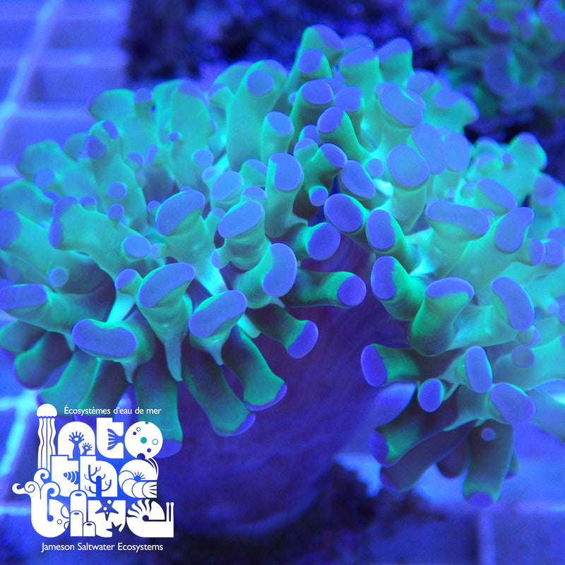 Into the blue- Hammer Coral
