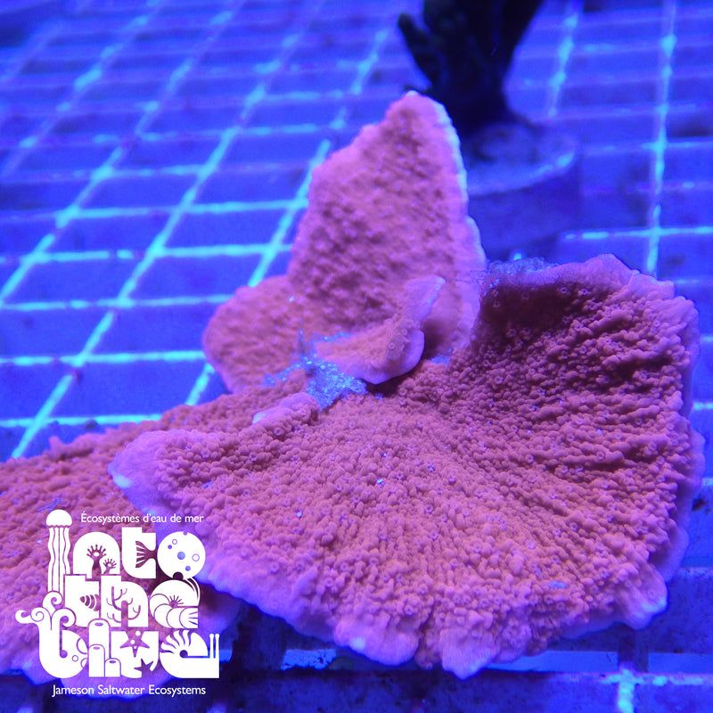 Into the blue- Orange Montipora