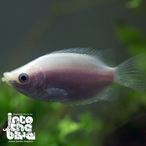 Kissing Gourami