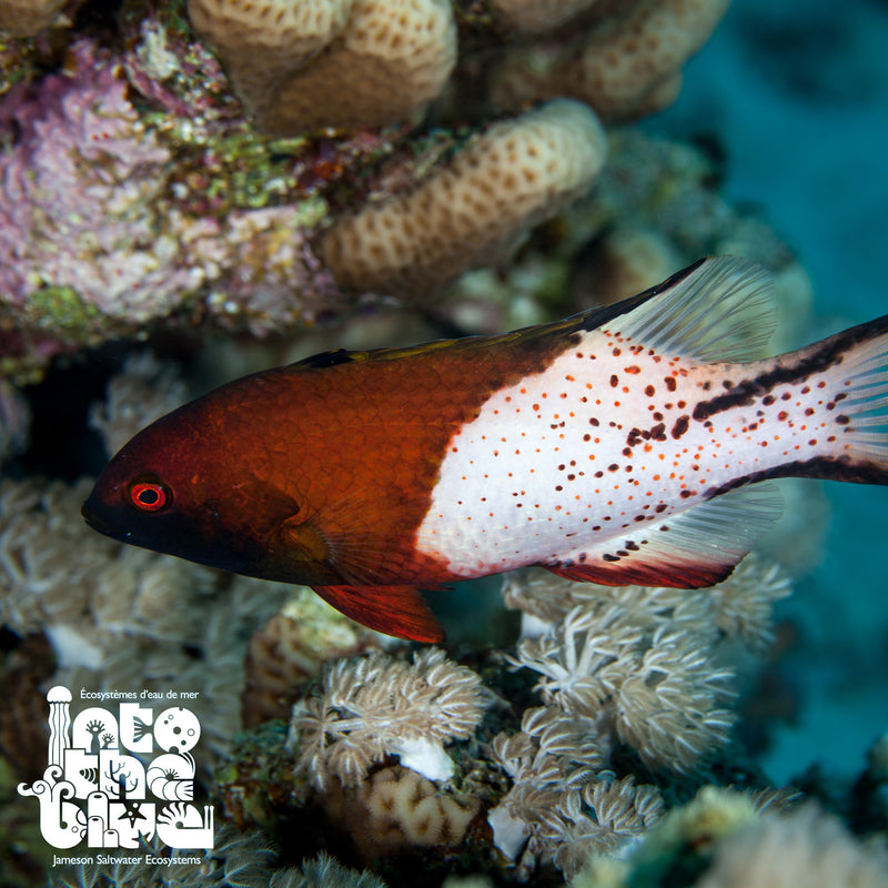 Lyretail Hogfish | Scissortail Hogfish
