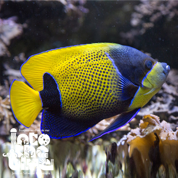 MajesticAngelfish-
