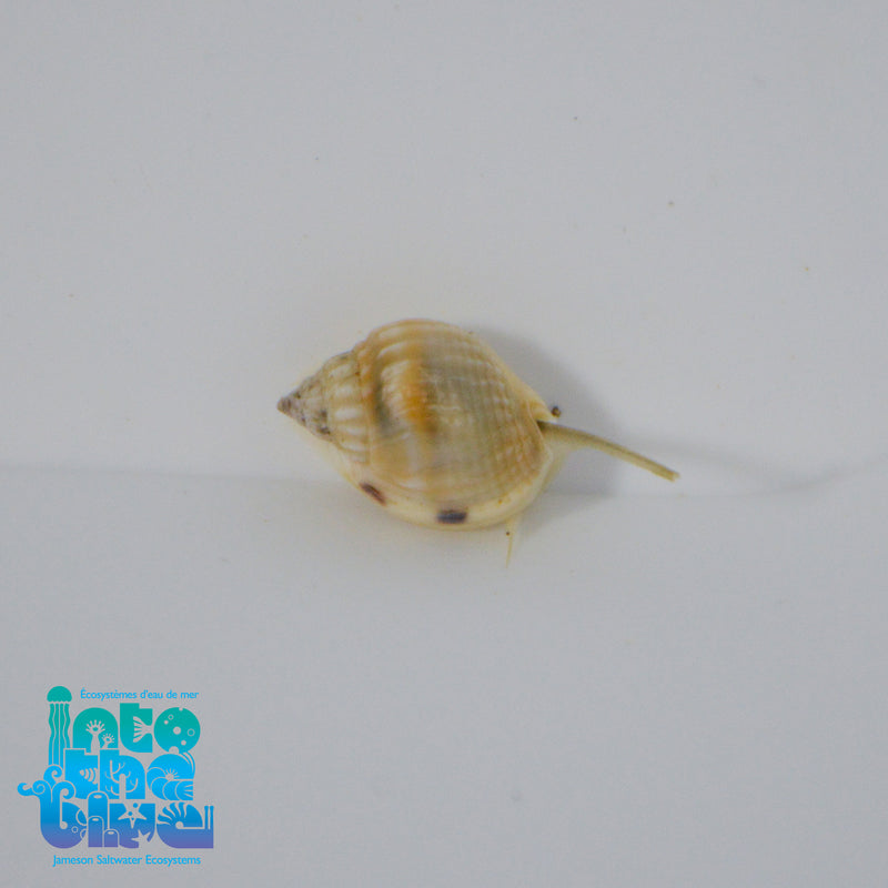 Nassarius Snail